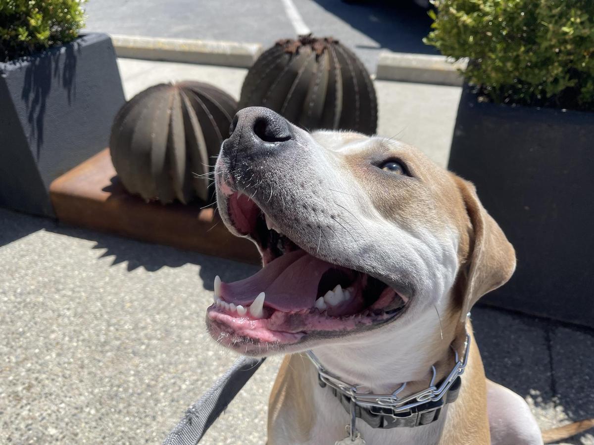 Honcho restaurant view 2