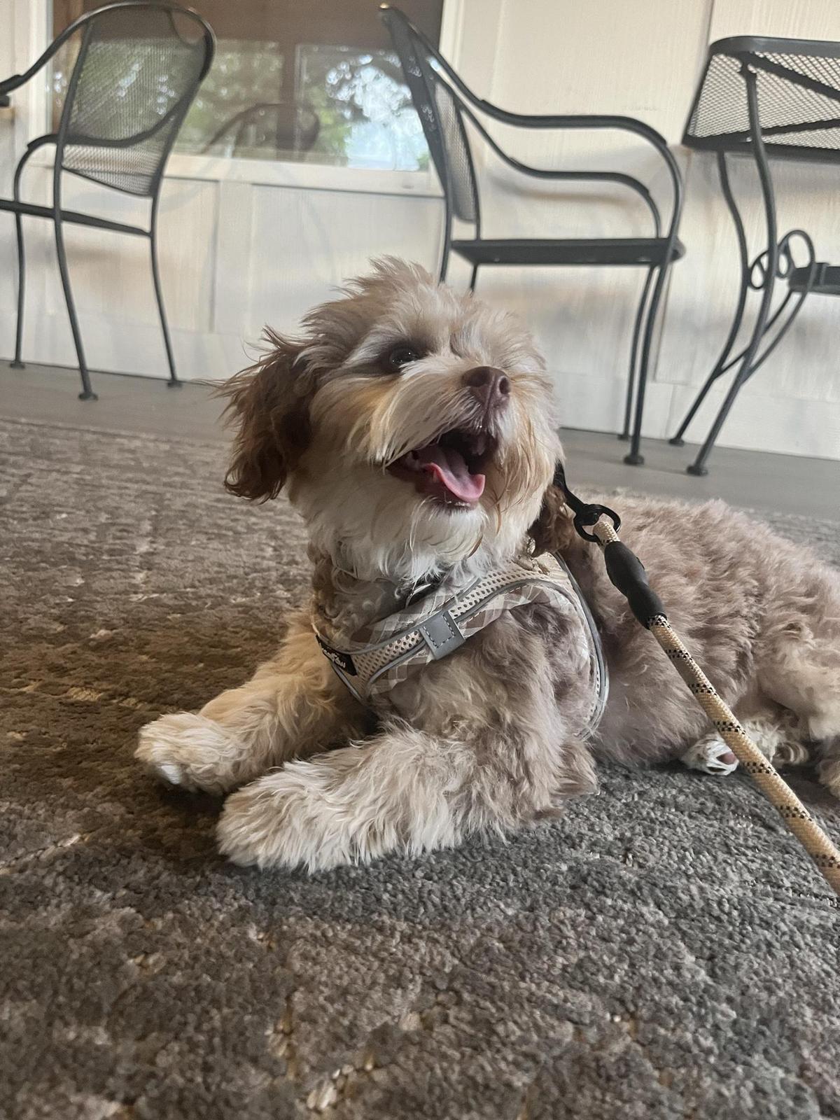 The Wild Olive restaurant view 1