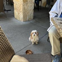 Cork & Pig Tavern restaurant view 2