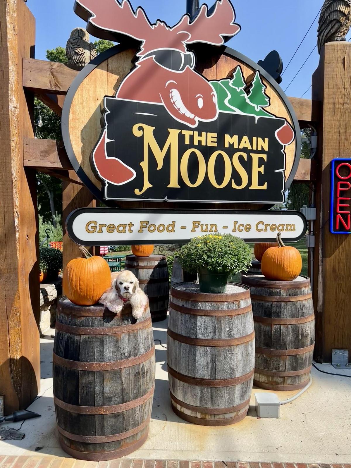 Image of The Main Moose