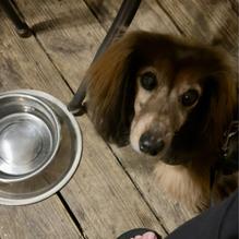 The Smiling Dog restaurant view 1