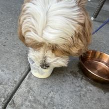 Cork & Pig Tavern restaurant view 1