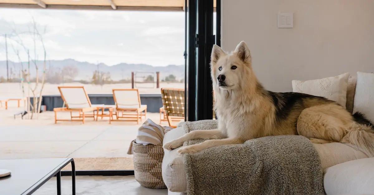 Airbnbs For A Dog-Friendly Desert Getaway - BringFido