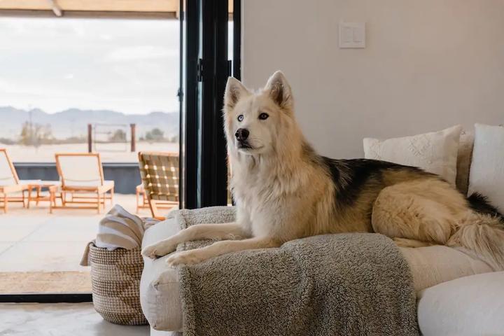 Airbnbs for a Dog-Friendly Desert Getaway
