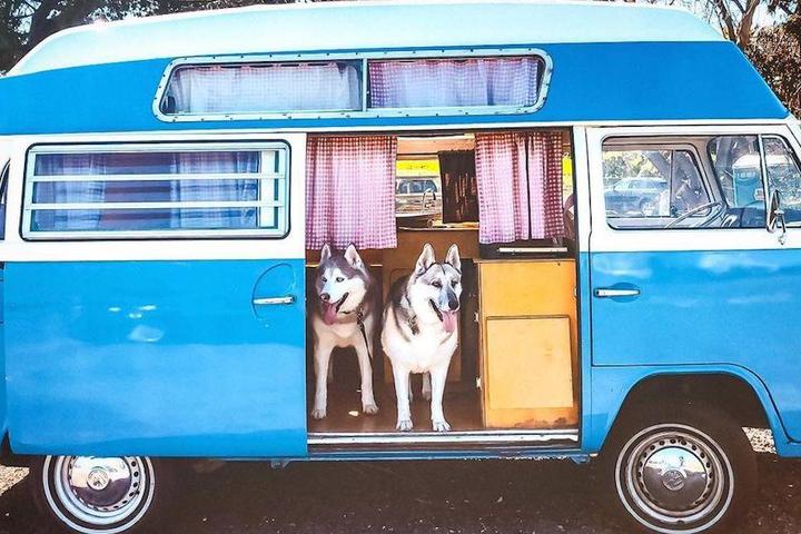 California's Best Dog-Friendly Airbnbs