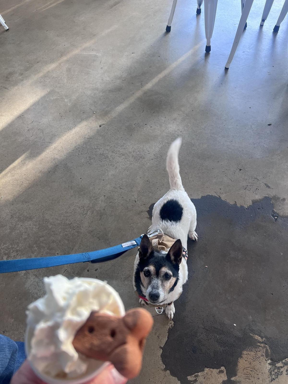 Strange Brew Coffeehouse Tupelo restaurant view 1