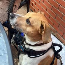 Black Sheep Burgers and Shakes restaurant view 3