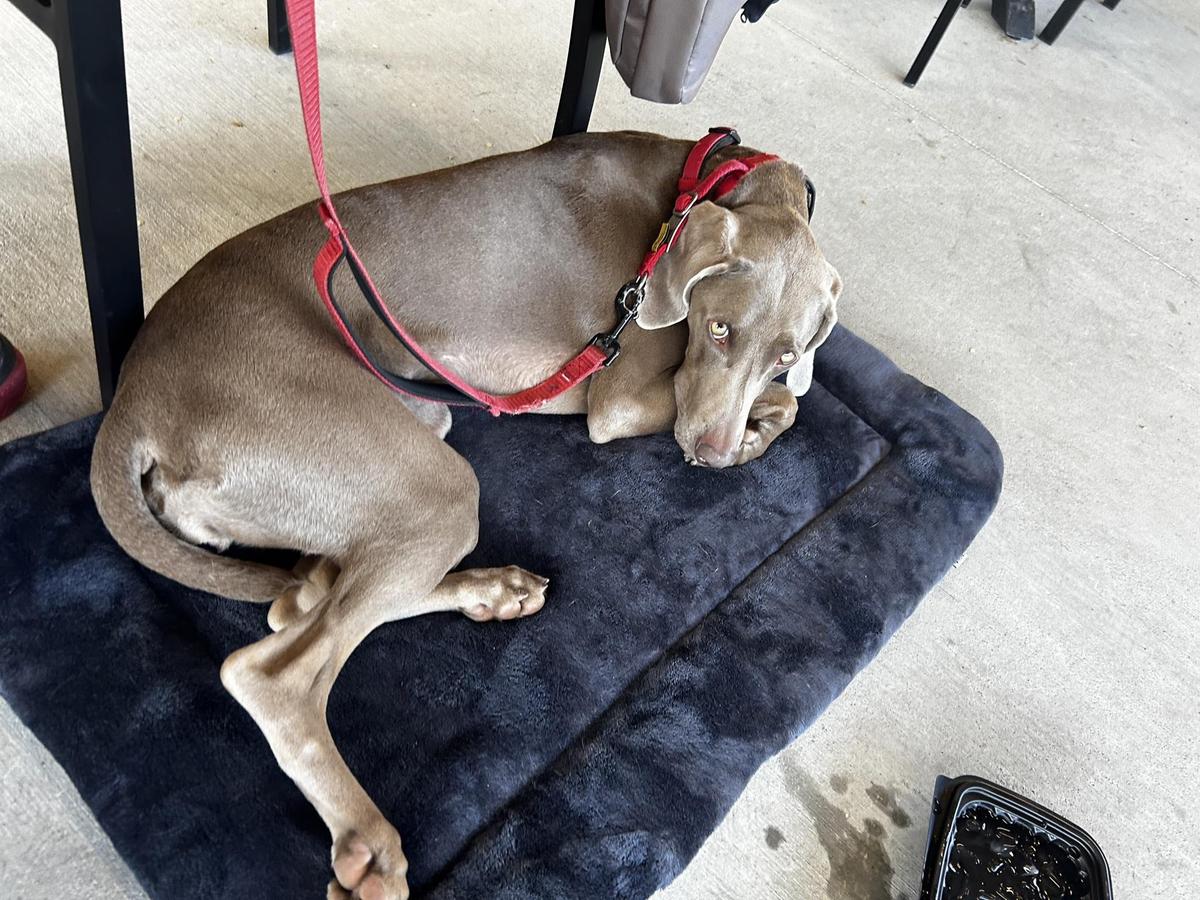 58 West restaurant view 4