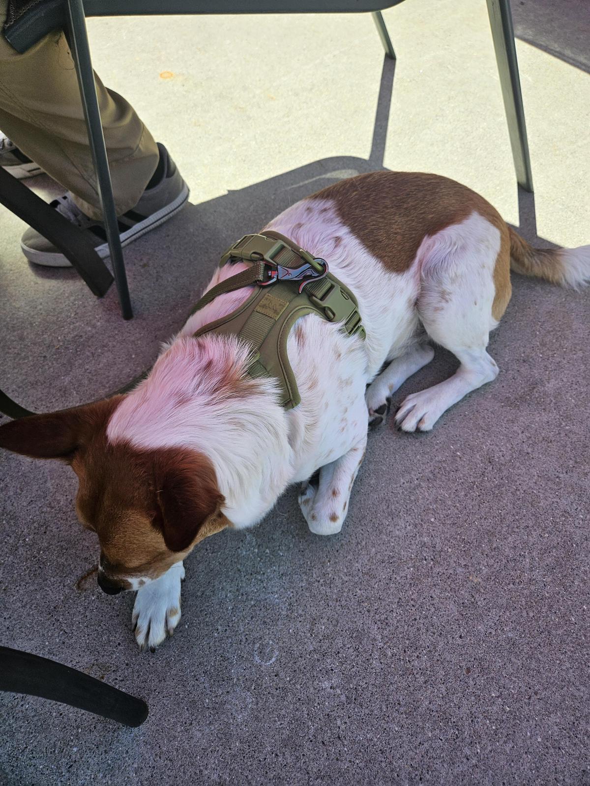 LiL' Charlies Restaurant and Brewery restaurant view 1