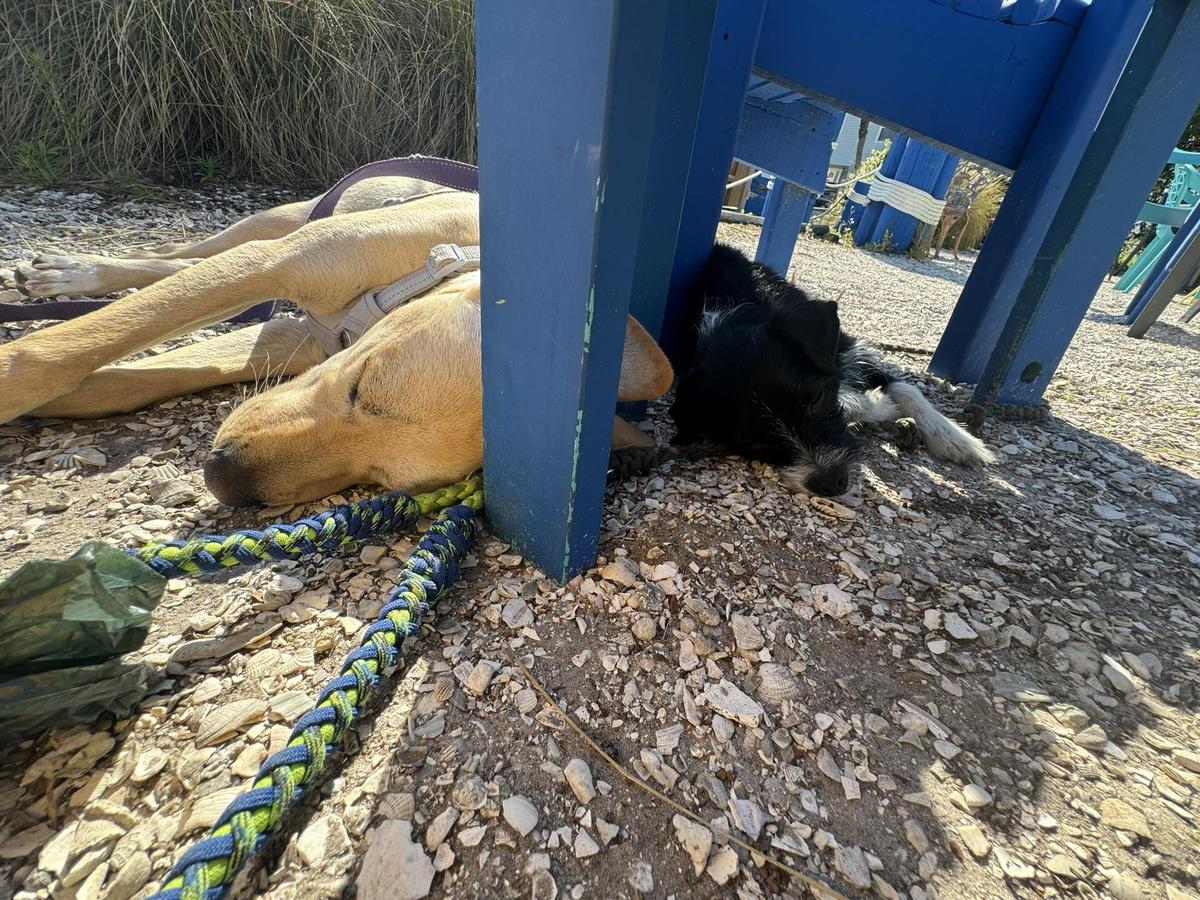 Gypsy Souls Coffeehouse restaurant view 1