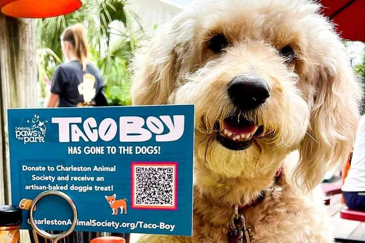Taco Boy is dog friendly
