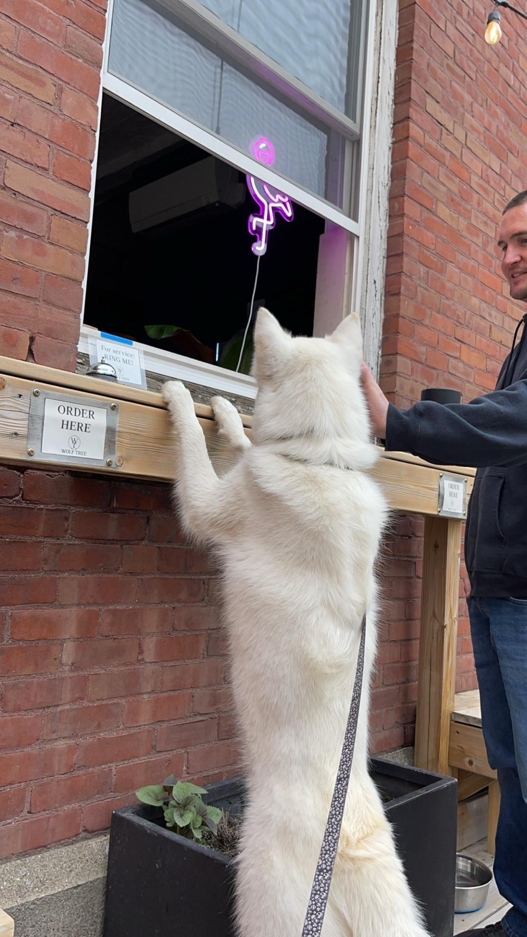 Wolf Tree restaurant view 1