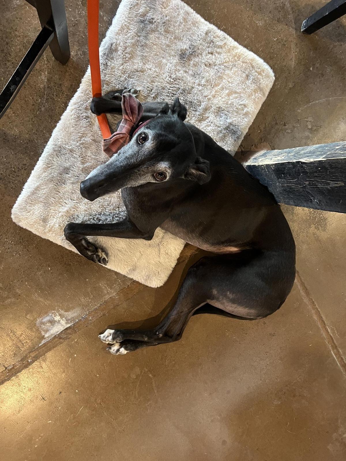 Vanish Brewery restaurant view 1