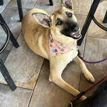 Idyllwild Brewpub restaurant view 2