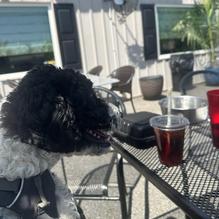 Rucci's restaurant view 1