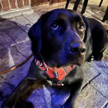 Shiloh Bar & Grill restaurant view 1