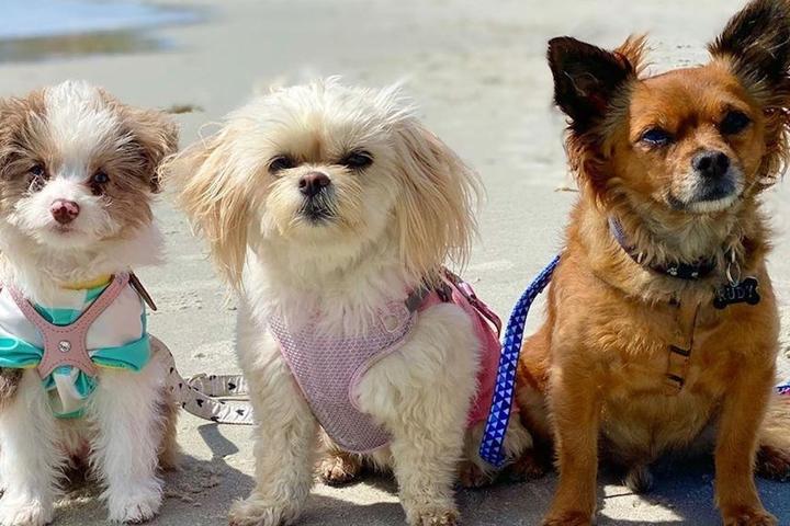 Best Pet-Friendly Beach Towns in the U.S.