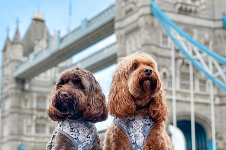Two dogs at Tower Bridge London