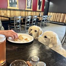 The Washington Brewing Company restaurant view 1