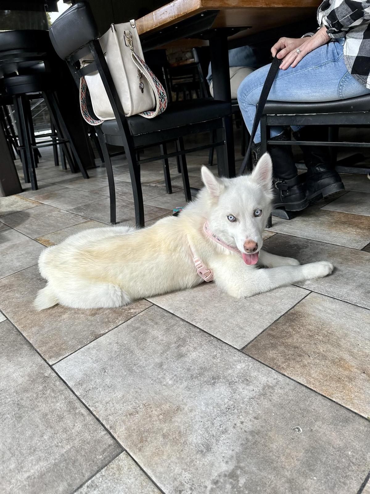 Image of Idyllwild Brewpub