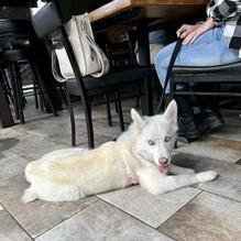 Idyllwild Brewpub restaurant view 1