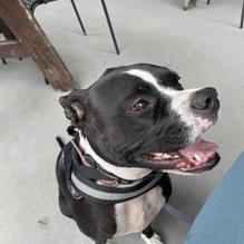 Southern Hops Brewing Company restaurant view 1