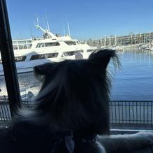 Killer Shrimp restaurant view 1