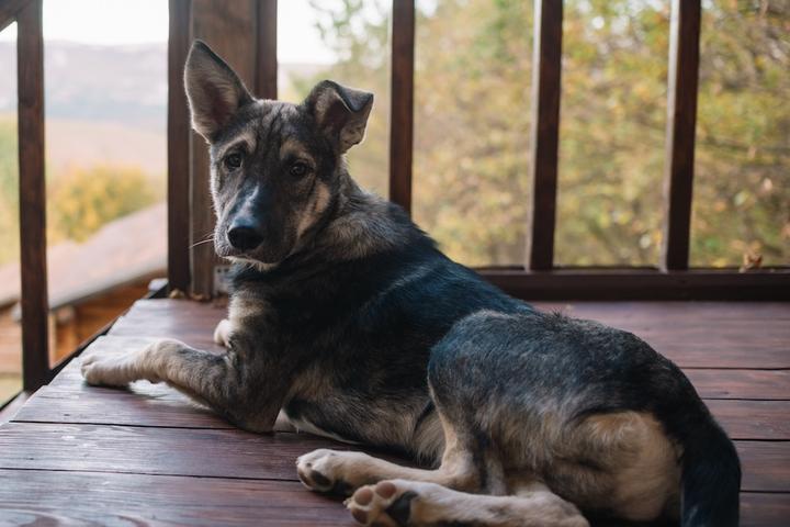 A dog sits on a porch overlooking the landscape in Arkansas