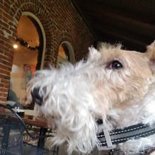 The Brownstone Cafe restaurant view 1