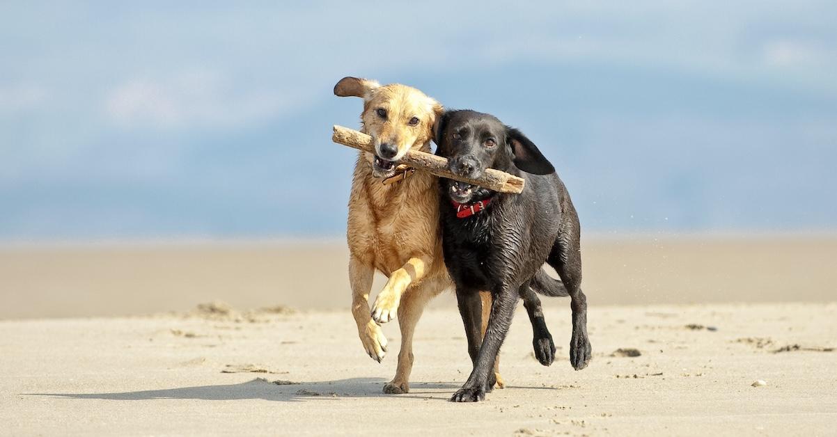 Tips for a Dog-Friendly Beach Vacation