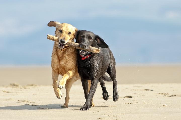 Tips for a Dog-Friendly Beach Vacation