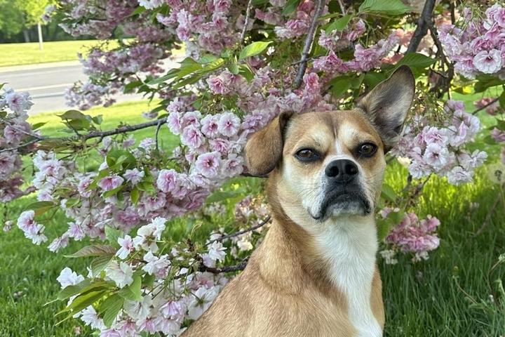 A dog sits in front of flowers in Salt Lake City, UT.