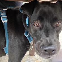 Stella Public House restaurant view 1