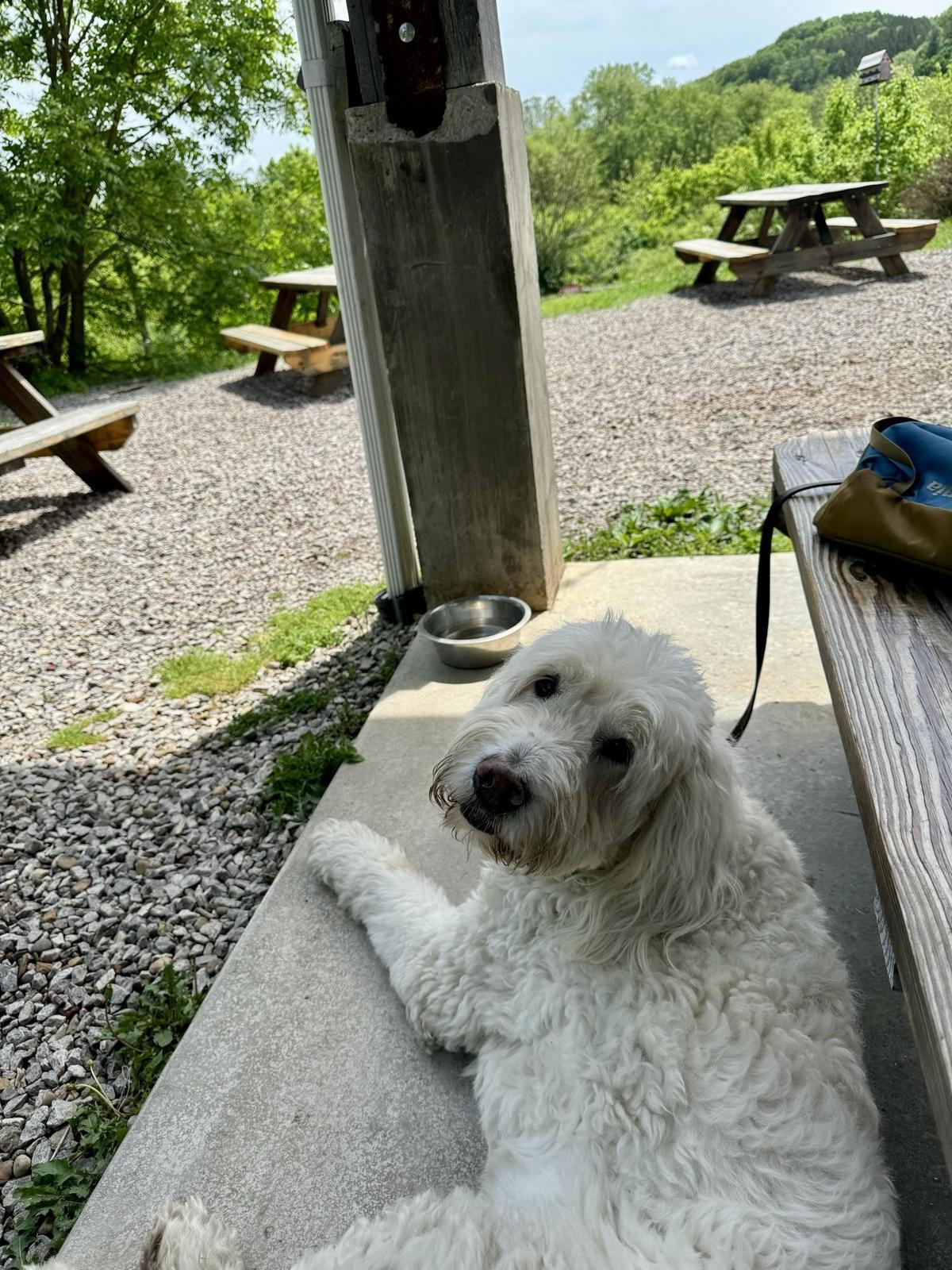 Little Fish Brewing Company restaurant view 2