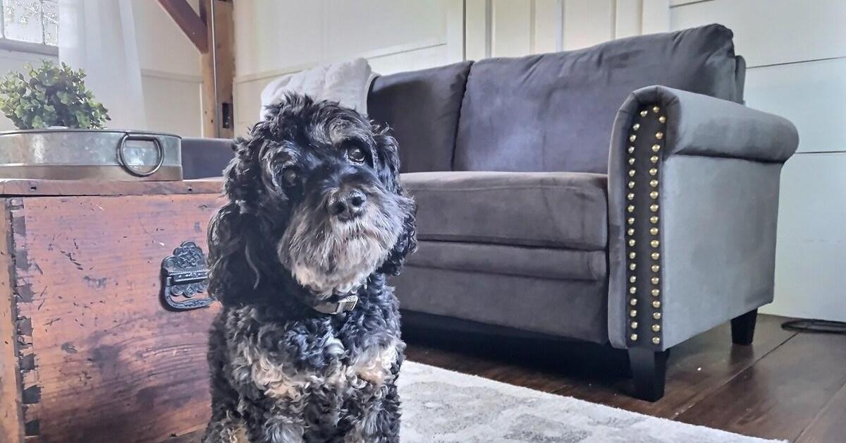 Connecticut’s Best Dog-Friendly Airbnbs