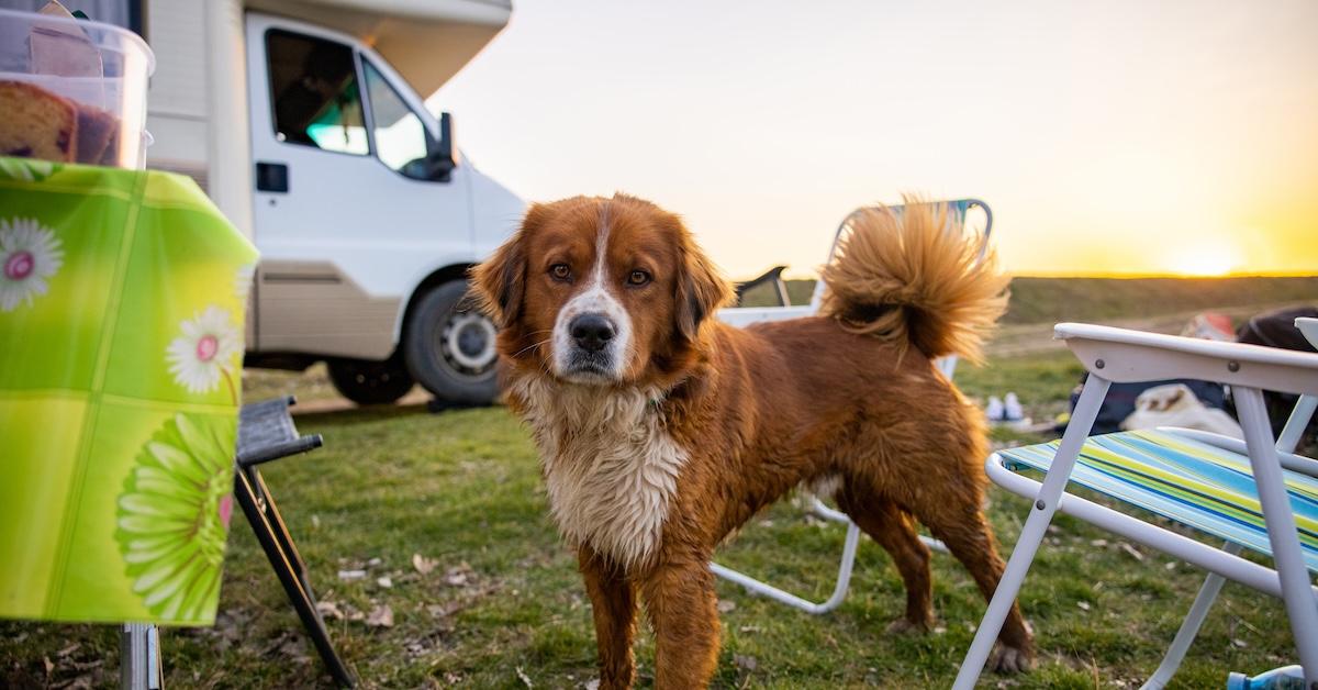 Fido's Favorite Campgrounds
