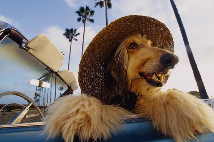 A dog in a hat sits in a convertible while on the beach.