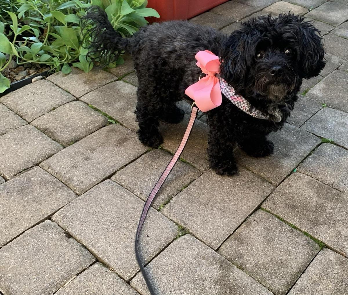 May Cafe restaurant view 1