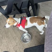 Red Zeppelin Pizza restaurant view 1