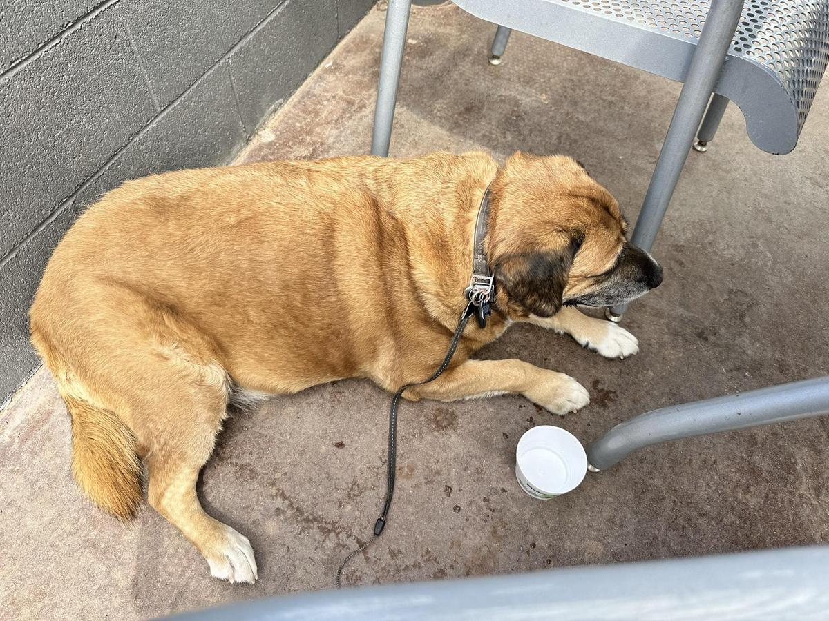 Westside Lilo's Cafe restaurant view 1