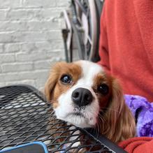 Obed & Isaac’s Microbrewery and Eatery restaurant view 2