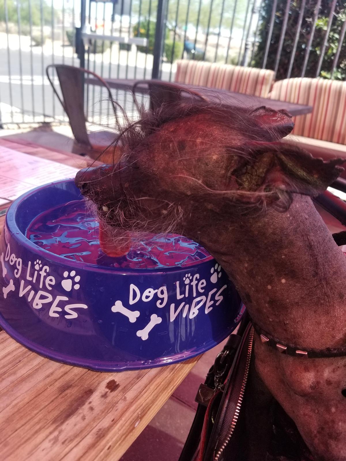 Haymaker Thunderbird restaurant view 1