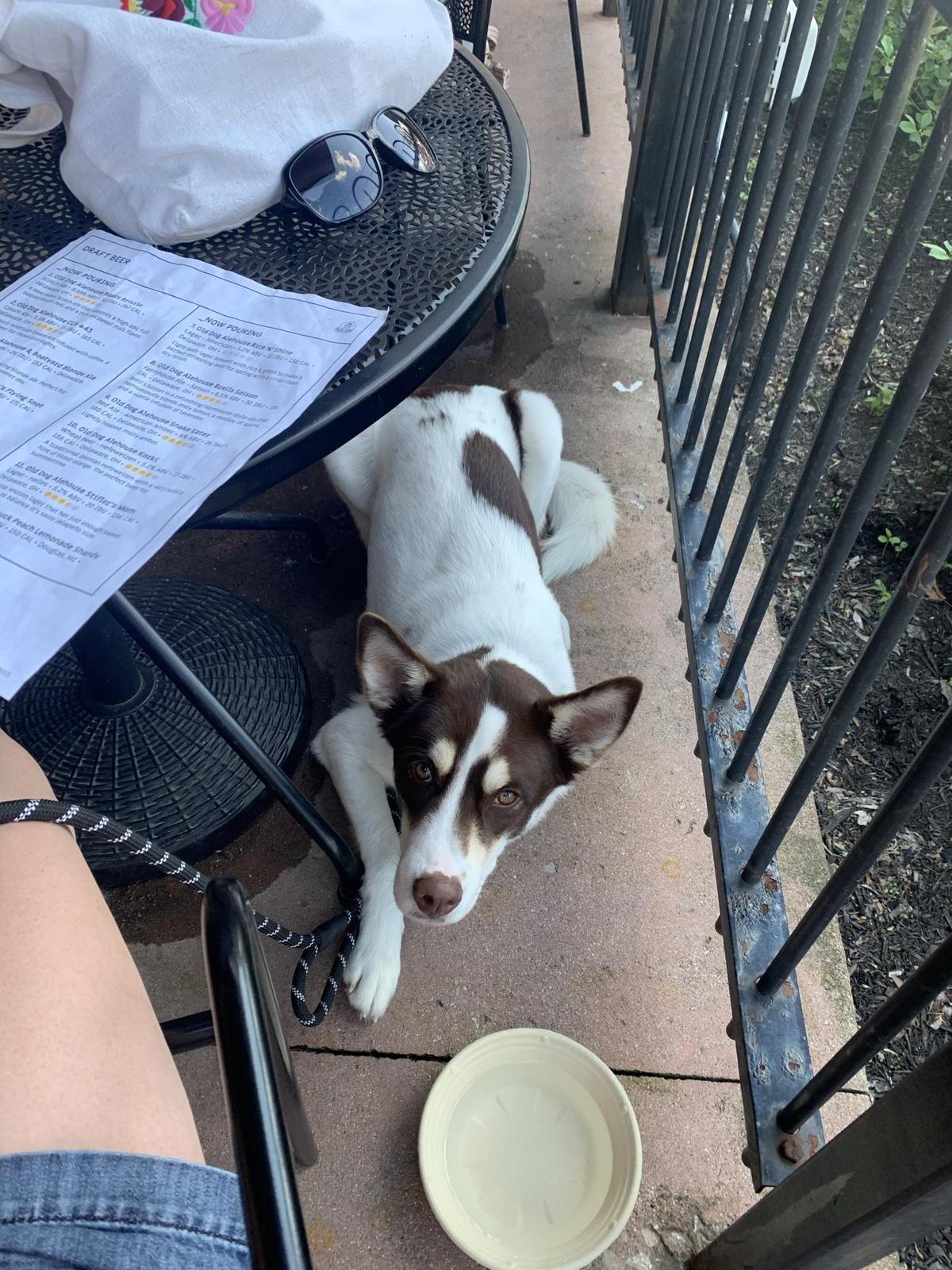 Old Dog Alehouse & Brewery restaurant view 1