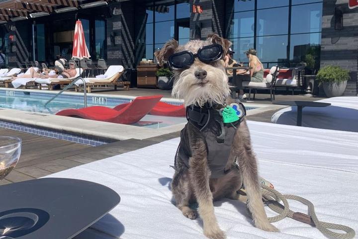 A dog sits by a pool at The Pool Club rooftop restaurant in Nashville, TN