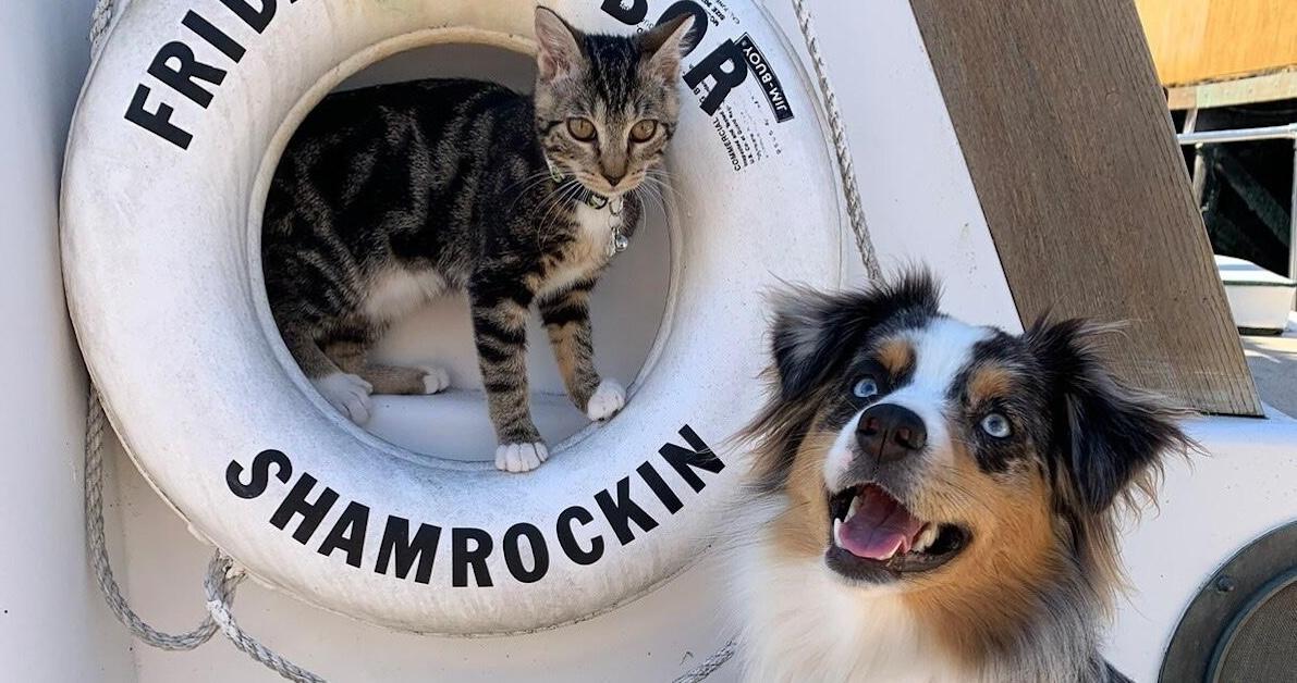 Drift Away on a Pet-Friendly Houseboat
