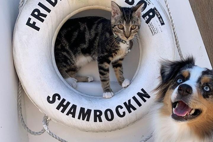 Shamrockin dog-friendly houseboat