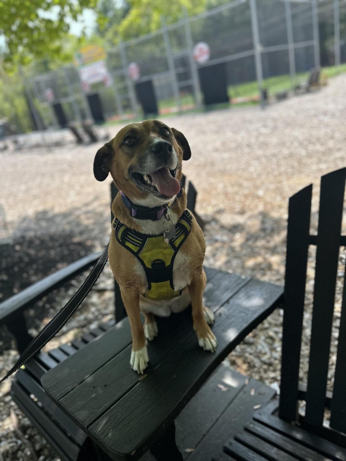 Prisco's Country Creamery restaurant view 1