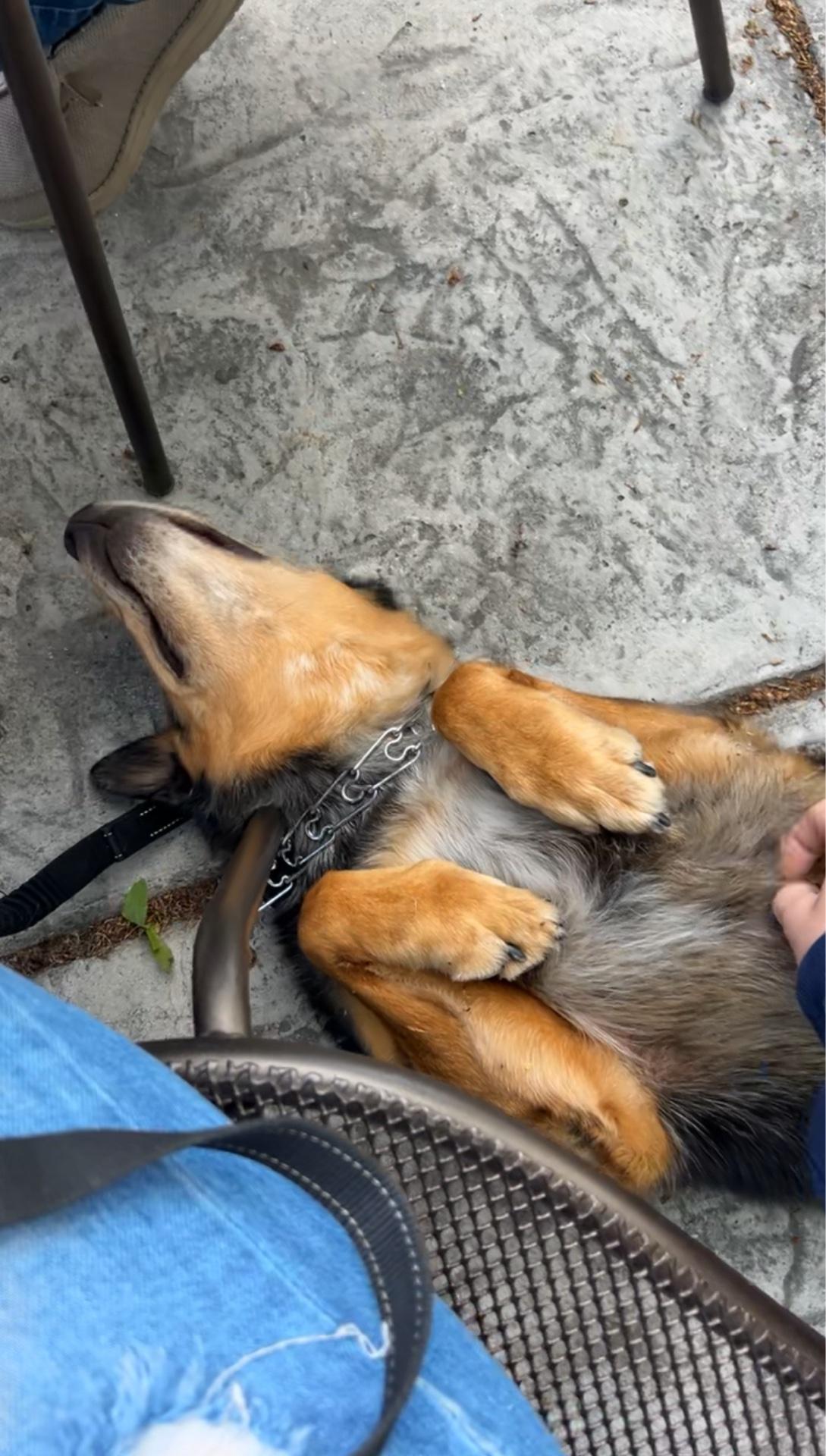 The Windmill Restaurant restaurant view 1