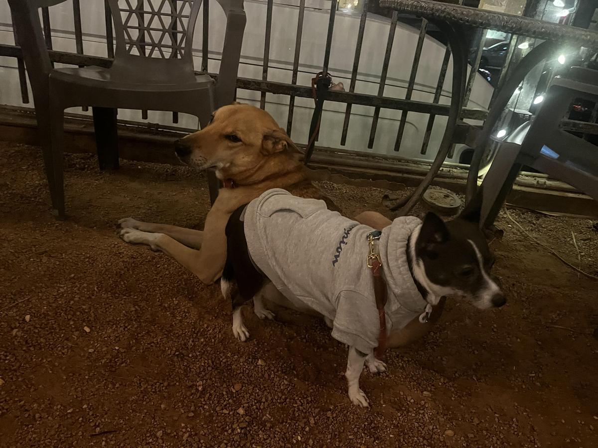 Old Bisbee Brewing Company restaurant view 1