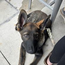 Bad Daddy's Burger Bar Chattanooga restaurant view 1